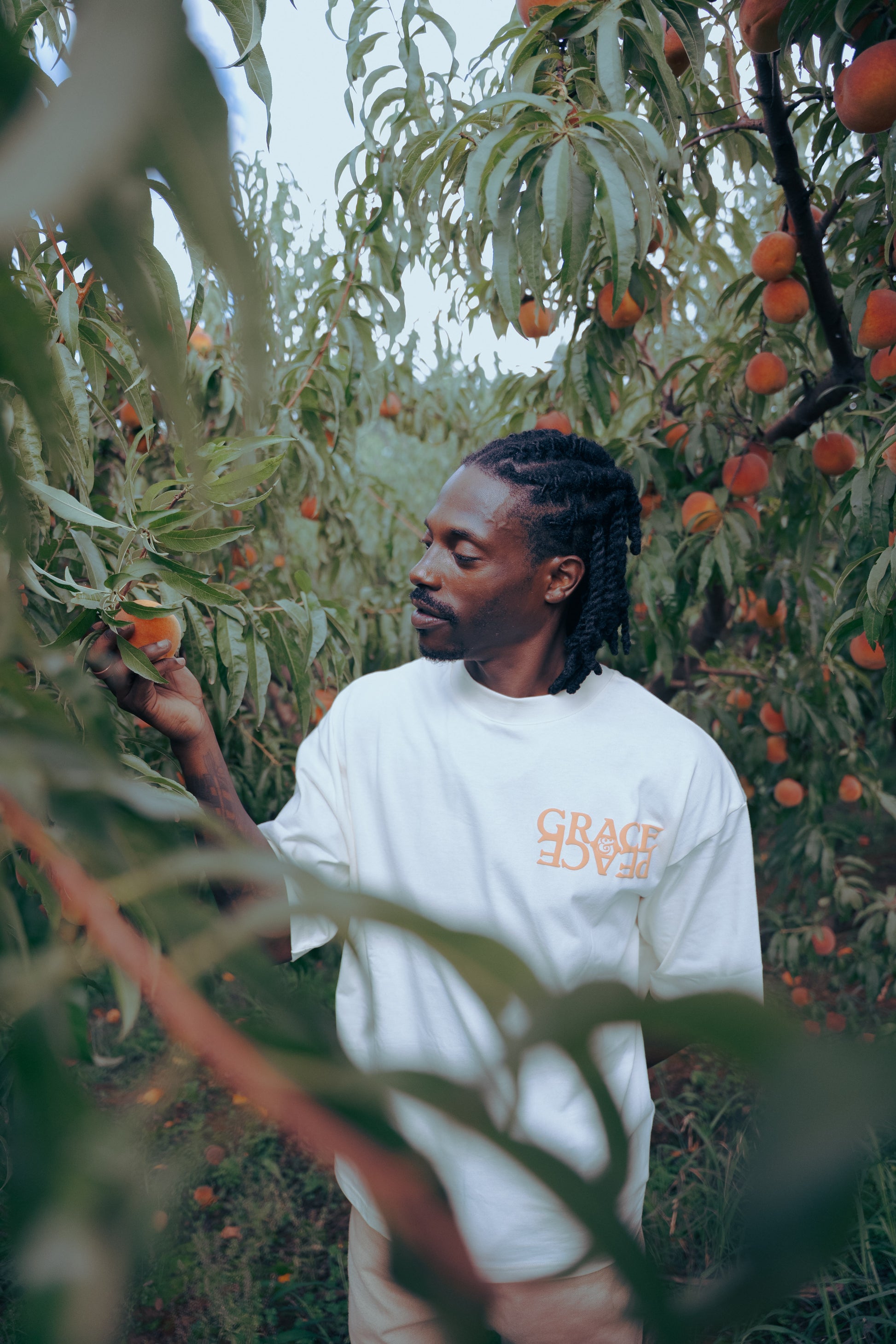 Man picking Peach from a tree in an orchard wearing a cream t-shirt with 'Grace&Peach' text.