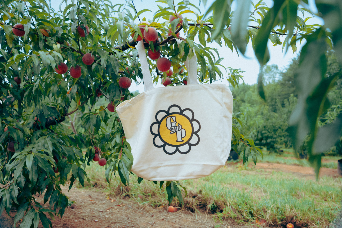 Cream tote bag with a logo hanging from a peach tree in an orchard.