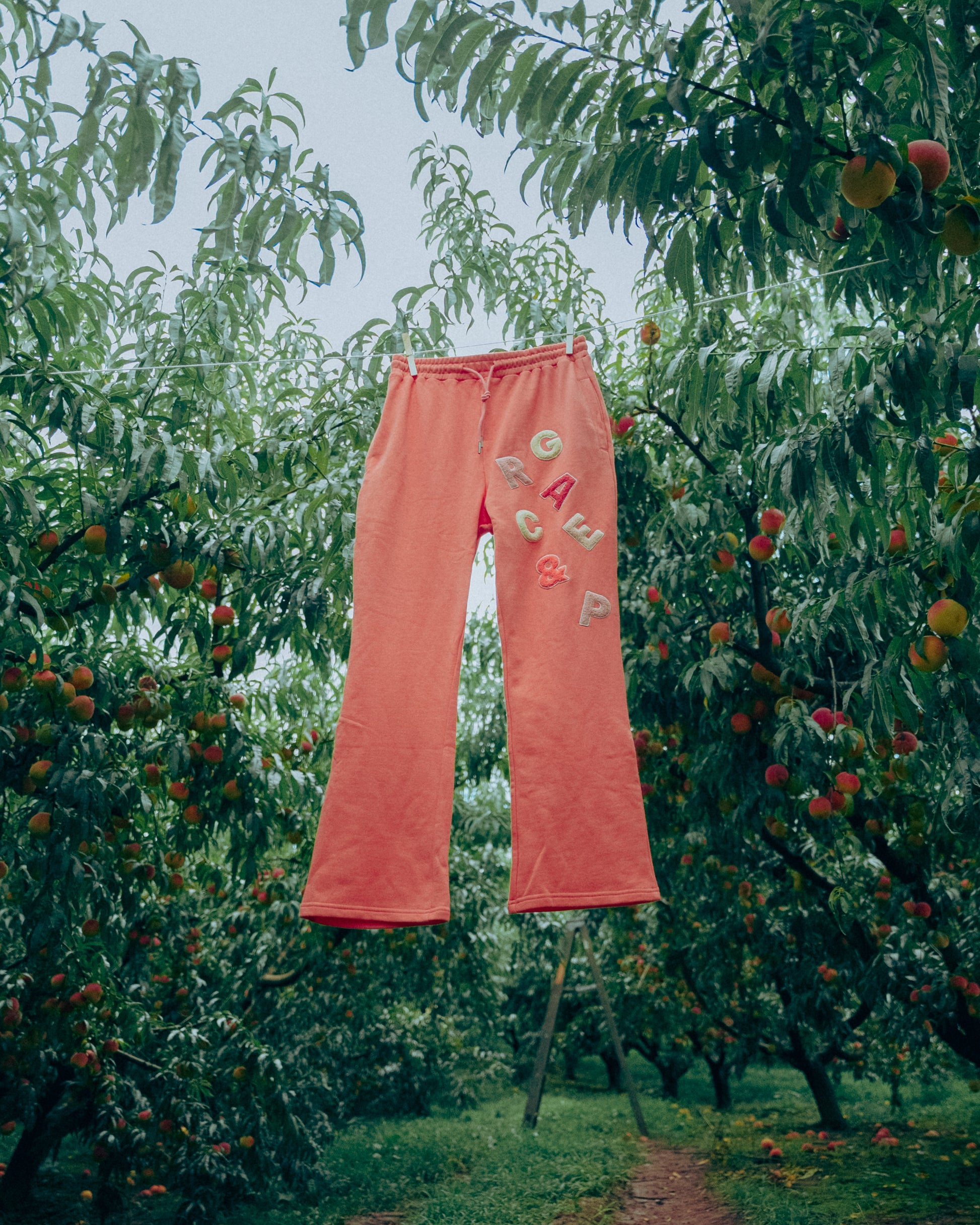 Peach-colored sweatpants with text hanging on a tree branch in an orchard.